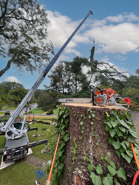 Chesterbrook Tree Removal Services PA 19087 Tree Removal Services Chesterbrook Pennsylvania 19087