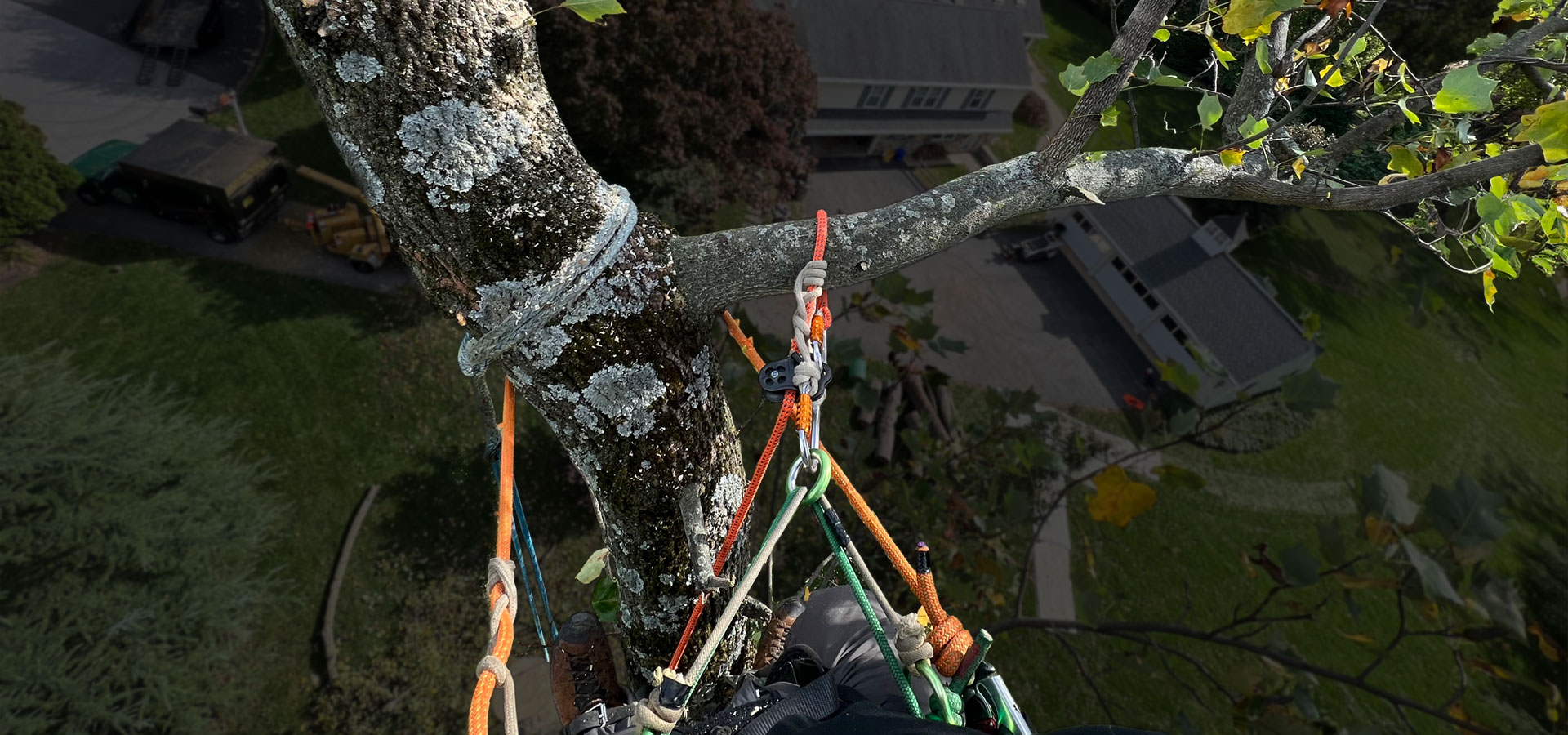Marcucci & Co. Tree Experts Main Line Tree Services PA Main Line PA