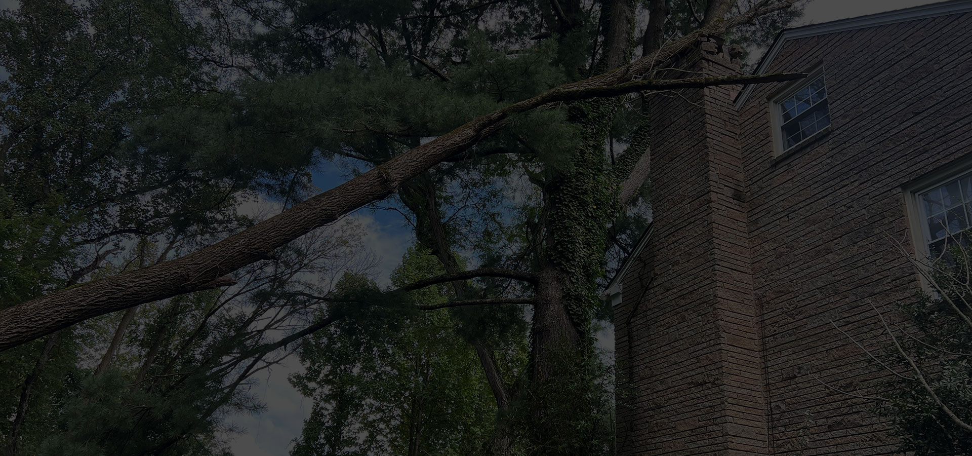Storm Damage Marcucci & Co. Tree Experts Main Line Tree Services PA Main Line PA Tree