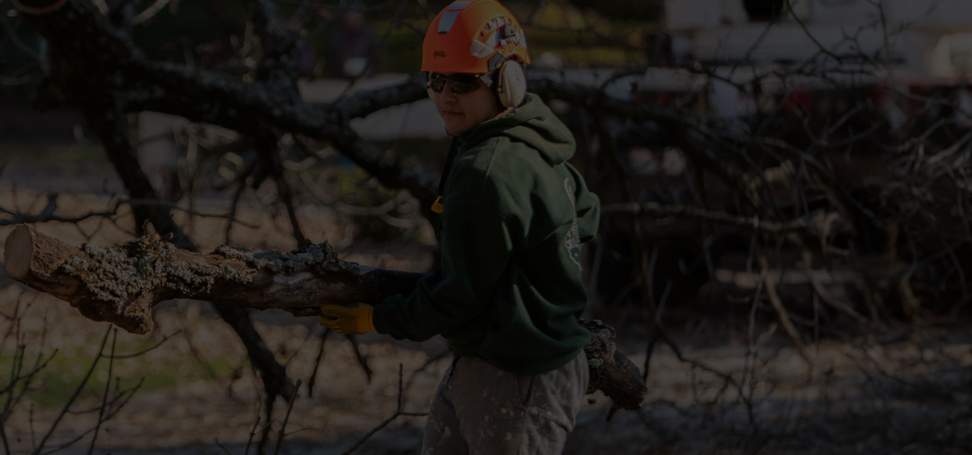 Marcucci & Co. Tree Experts Main Line Tree Services PA Main Line PA