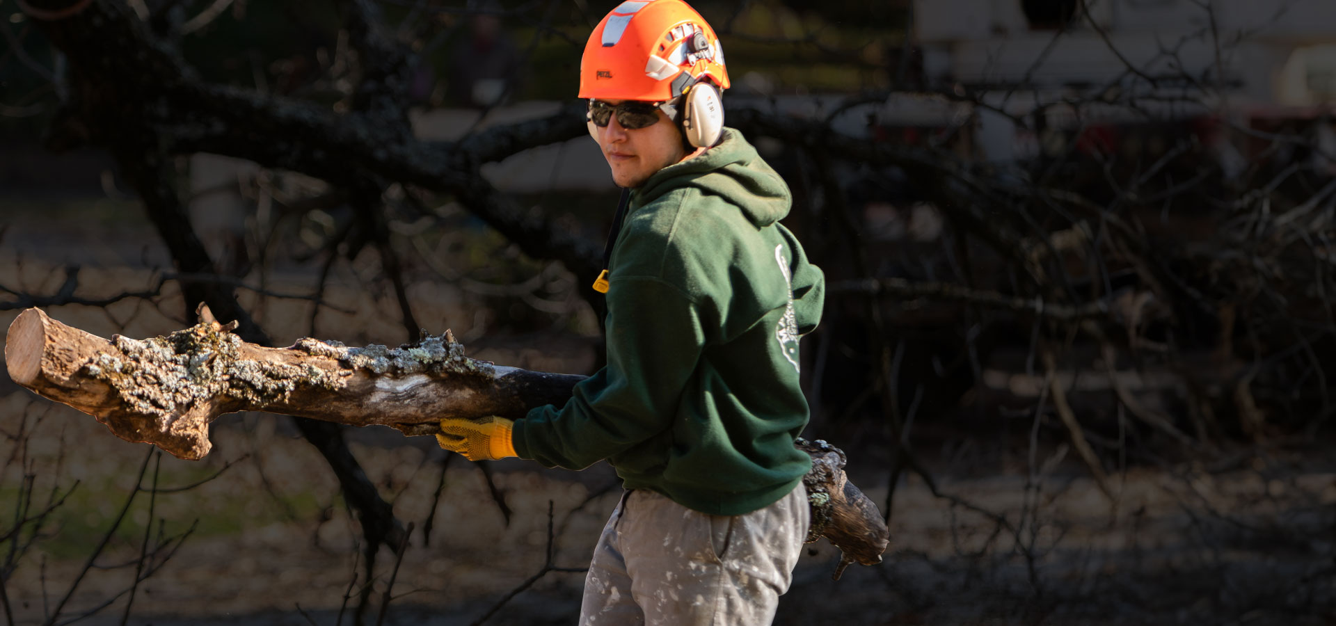 Marcucci & Co. Tree Experts Main Line Tree Services PA Main Line PA