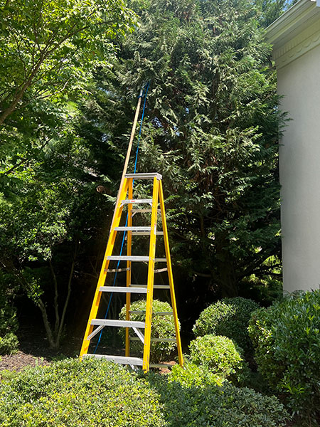 Mainline Tree Pruning Services PA area Tree Pruning Services Mainline Pennsylvania area